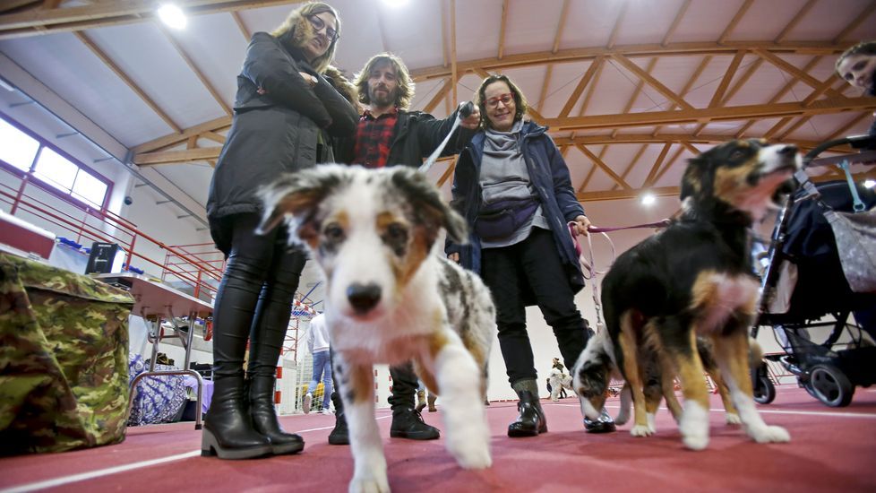 III Exposición Canina de Ponte Caldelas