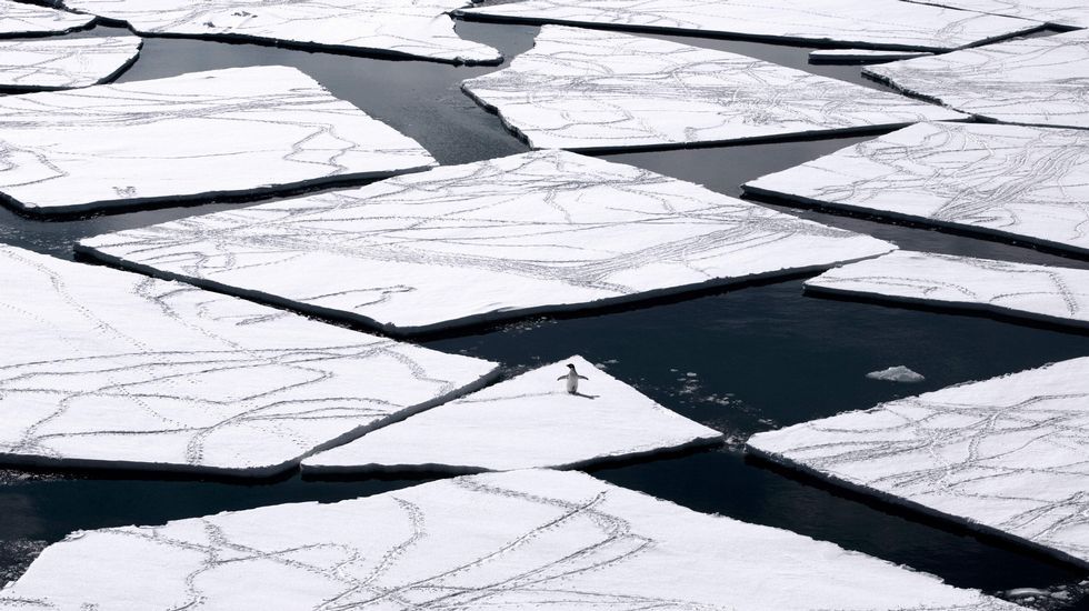 Un ping�ino de Adelia sobre una gran capa de hielo en el mar de Ross en la Ant�rtida