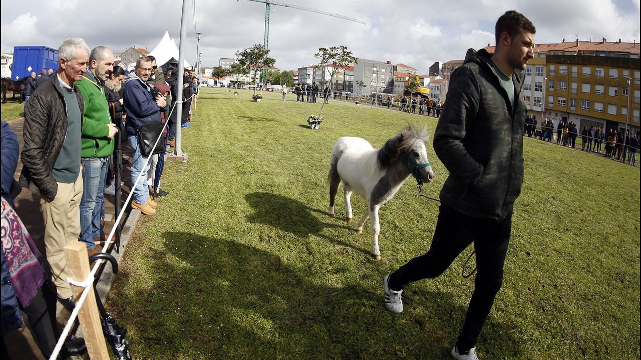 Feria caballar en las Fiestas de San Marcos 2019