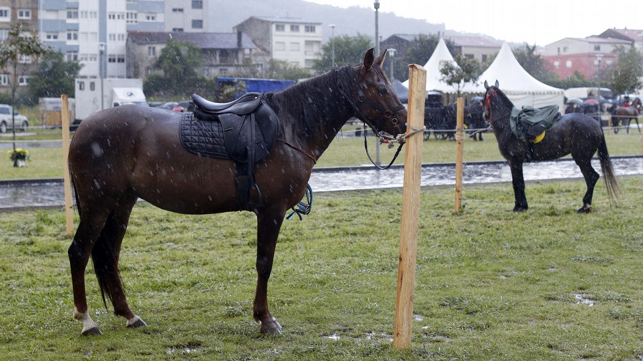 Feria caballar en las Fiestas de San Marcos 2019
