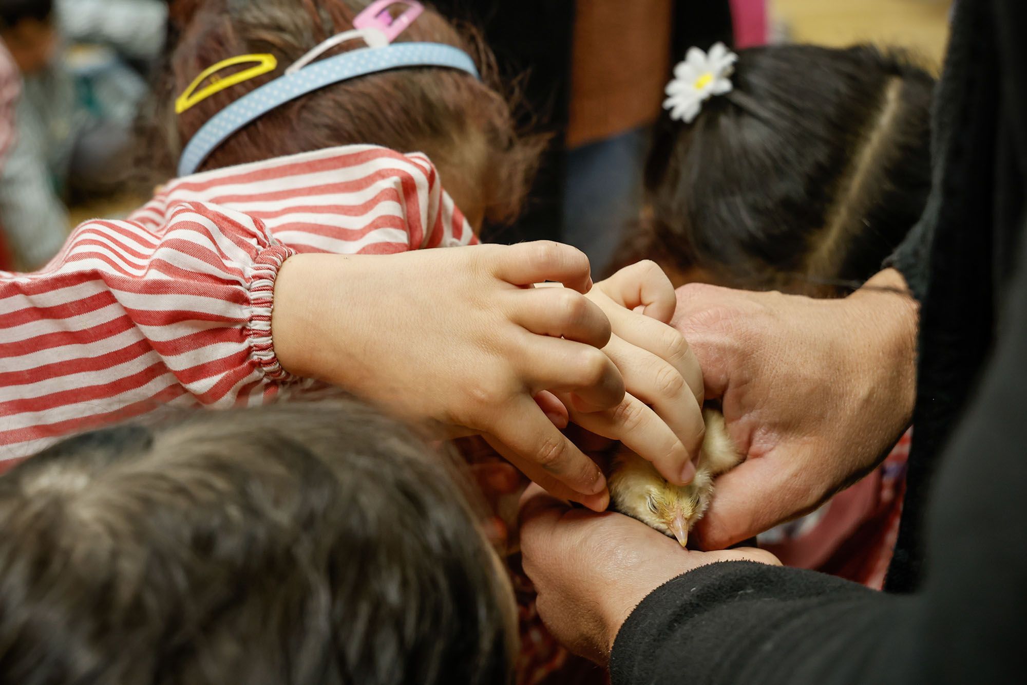 Cativos de un colexio de Celanova atosigando a un pitio recn saido do ovo. 15/05/2025