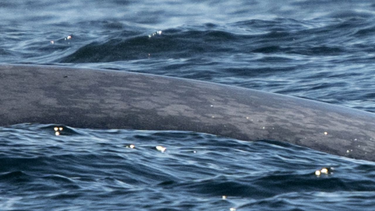 Detalle de la piel marmolada de la ballena azul