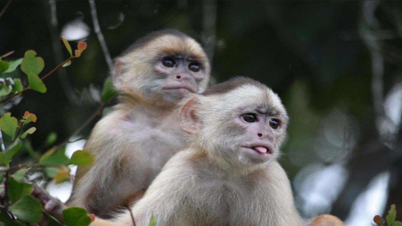 Hallan el agujero negro m�s antiguo jam�s observado.Capuchinos de frente blanca, una de las 239 especies de primates cuyo genoma se ha secuenciado y comparado con el de los humanos para demostrar que compartimos las mismas regiones en el ADN que se han mantenido durante la evoluci�n y que son claves para la supervivencia