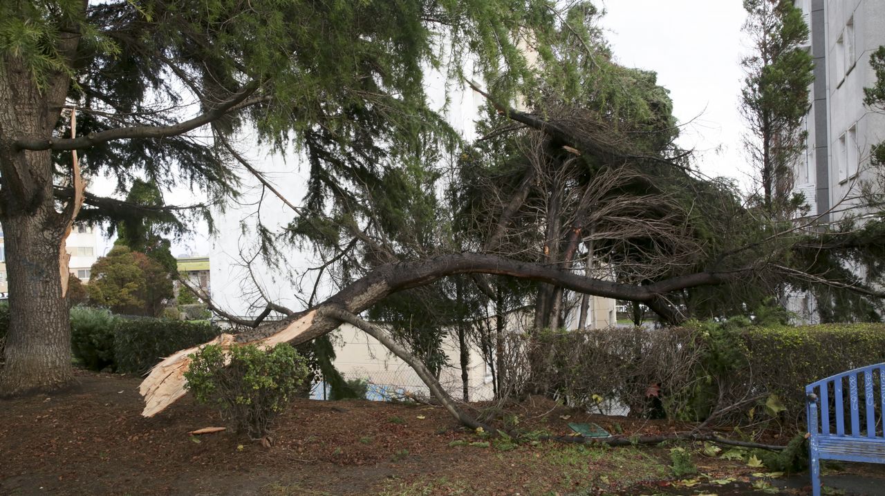 .Árbol caído en el parque Europa, A Coruña