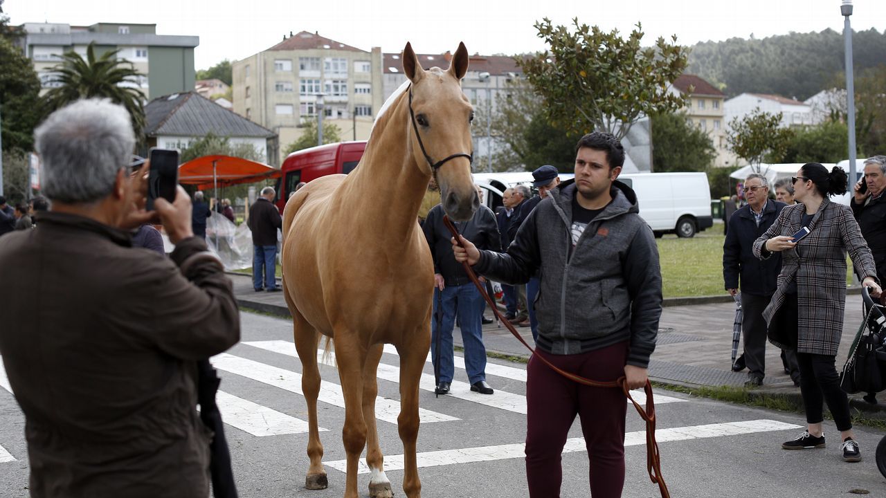 Feria caballar en las Fiestas de San Marcos 2019
