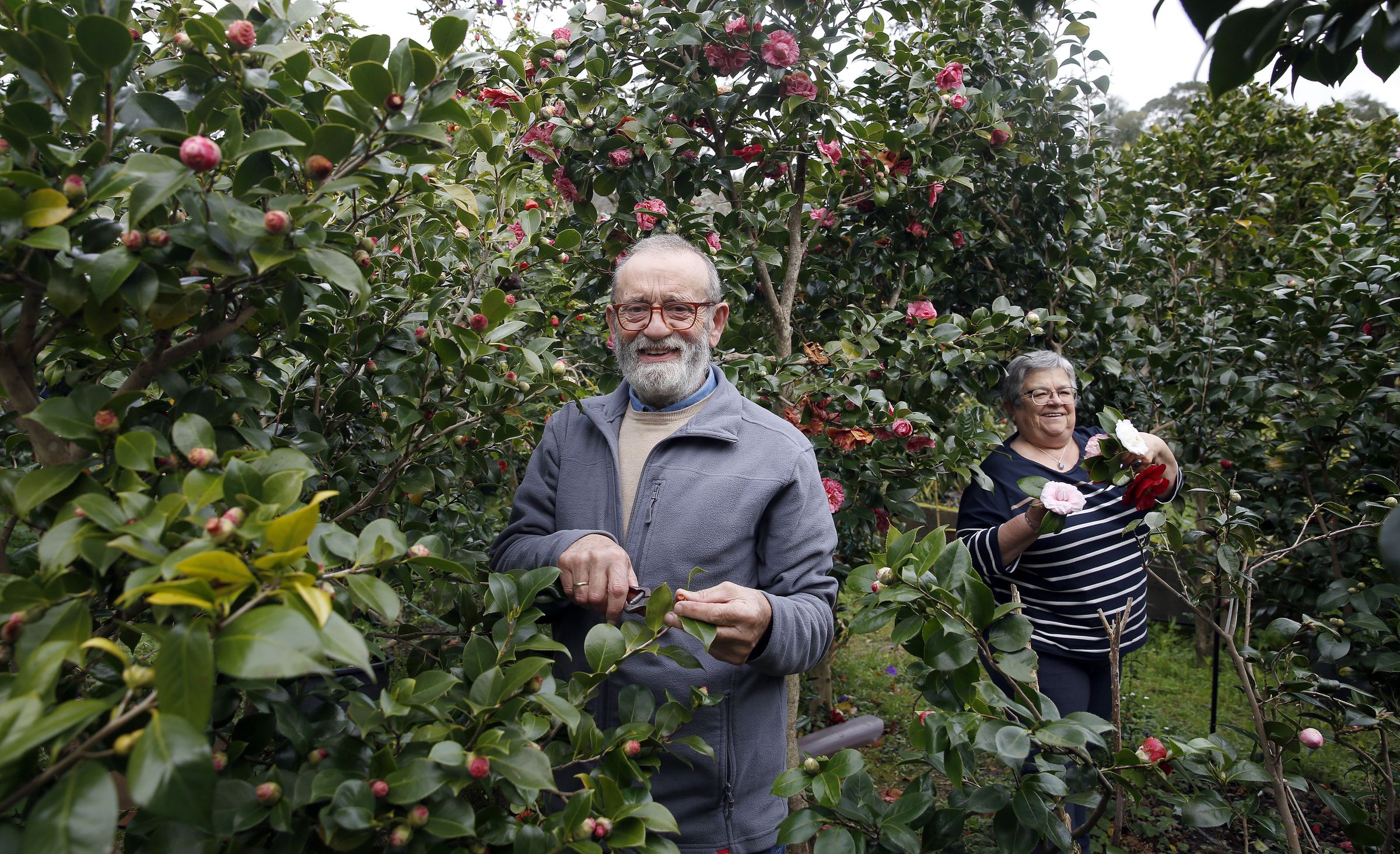 Marisol Camen e Jos Teixeira, a parella que mima 130 camelias. 26/02/2025