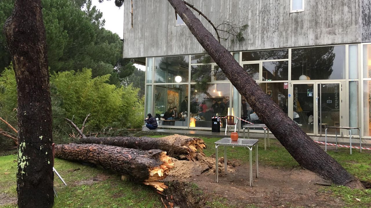 ASÍ HA CASTIGADO EL TEMPORAL A OURENSE.Árbol caído sobre la escuela de arte Antonio Faílde en Ourense