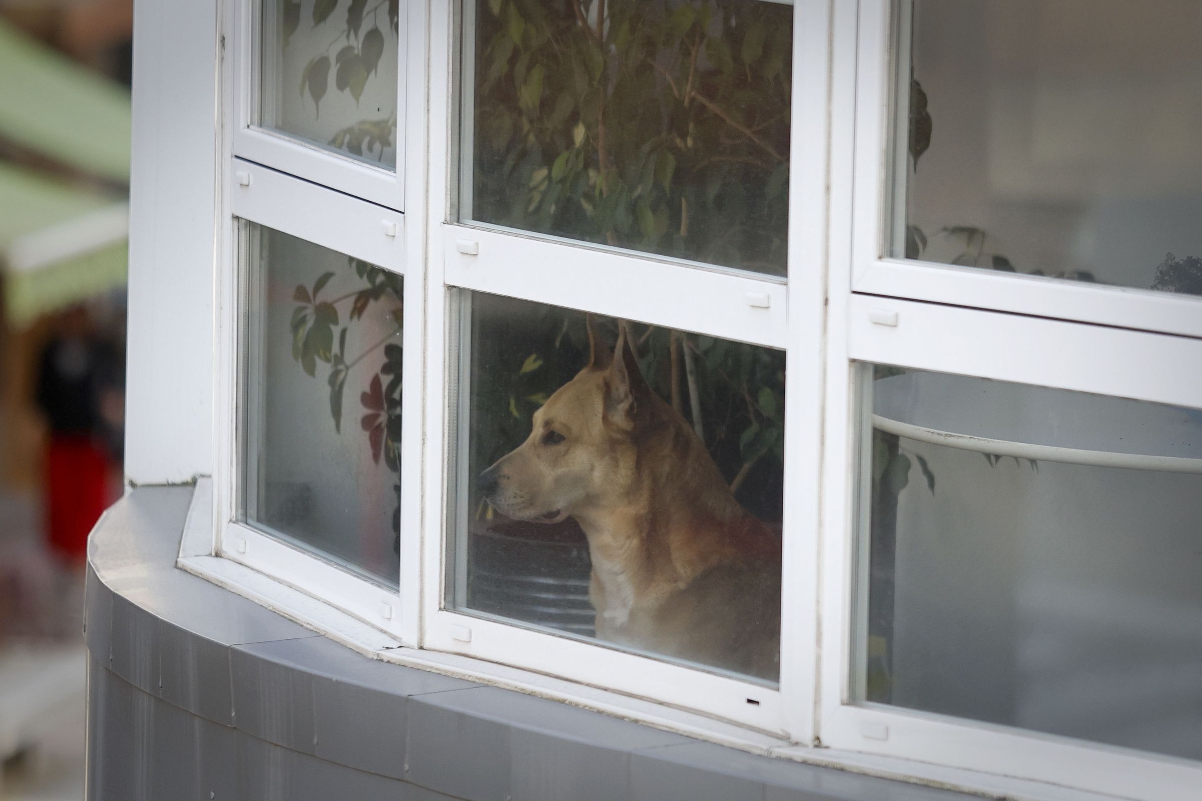 O que espera desespera. Un can parece esperar impaciente a chegada do seu dono trala vent. 27/05/2025