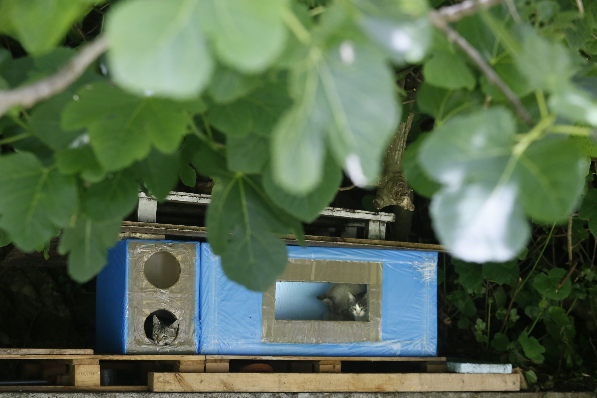 Hotel para gatos en Ribadeo. 12/05/2023