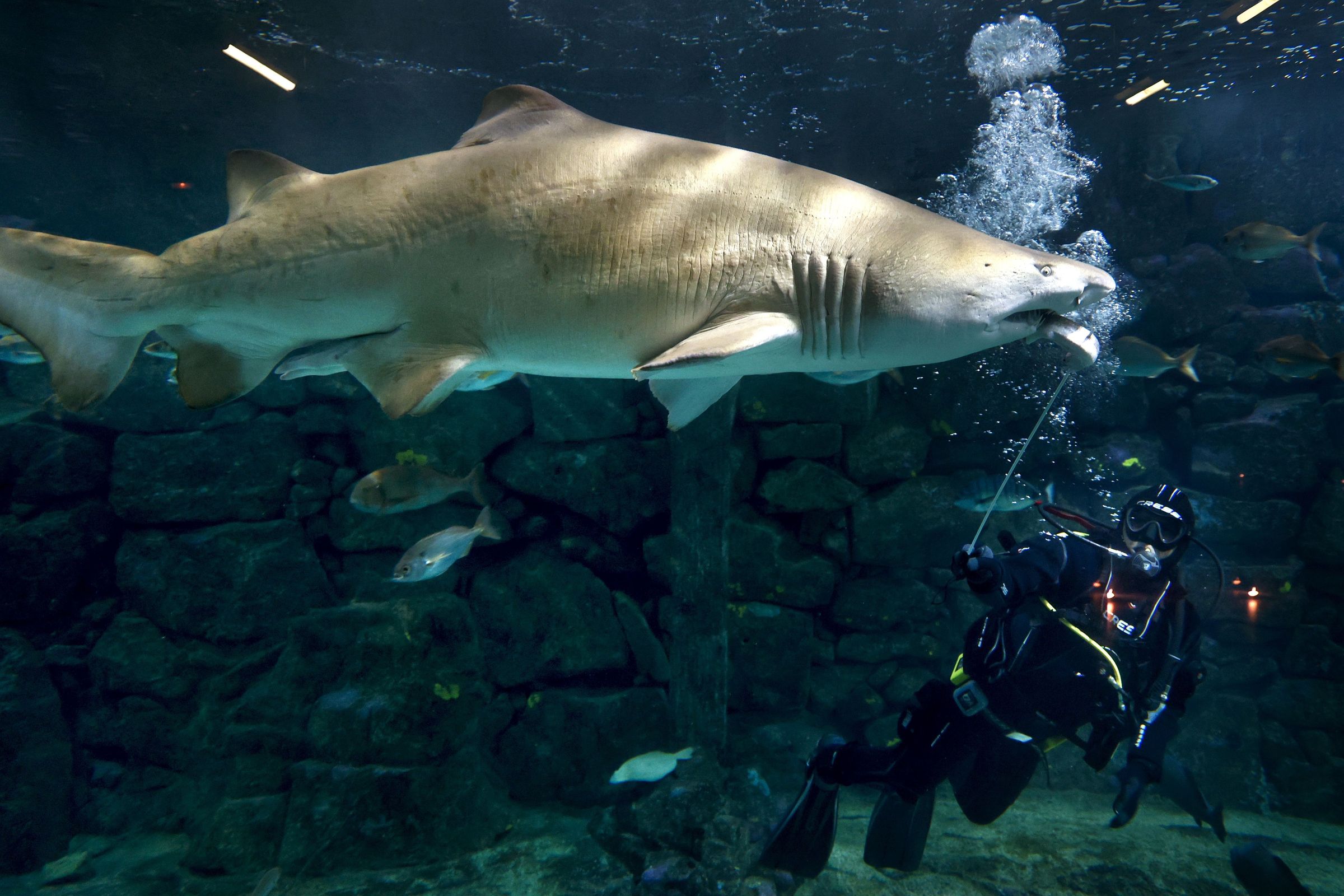 Rafael Paredes, buzo no Aquarium Finisterrae de A Corua alimentando ao tiburn, Gastn. 3/07/2025