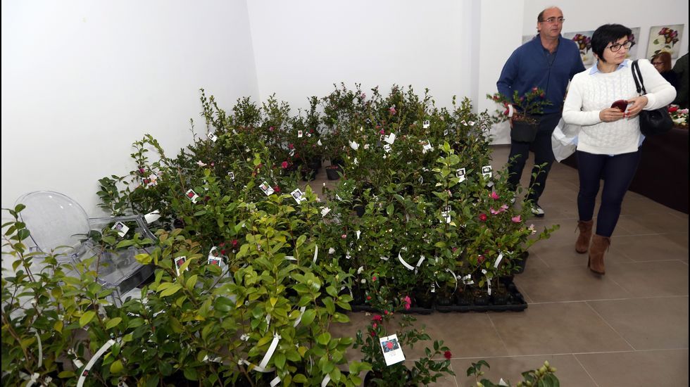 Exposición de la camelia en Boiro
