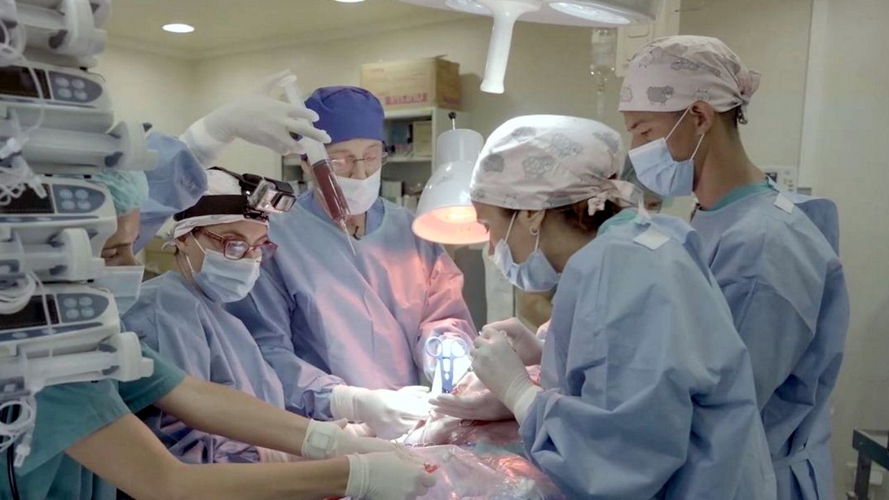 Ensayo con fetos de oveja en las primeras fases del proyecto