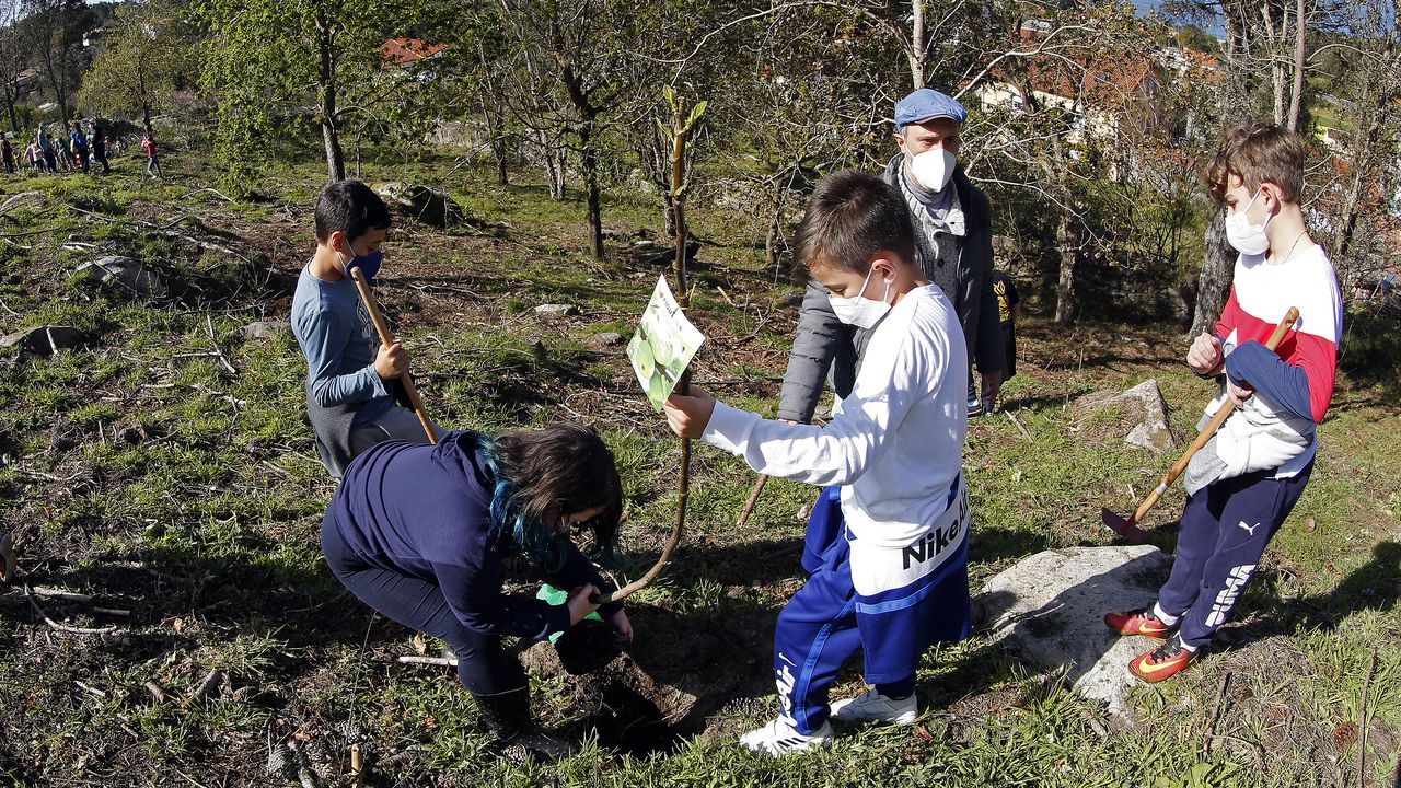 La comunidad de montes de Baroña continua con su bosque comestible