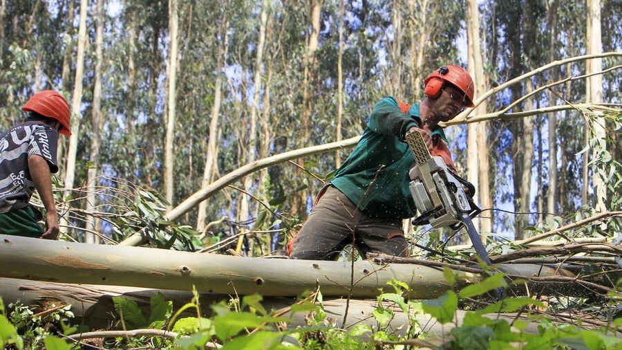 Más eucaliptos,  más   coníferas. Consecuencias de la sed de beneficio$ en la húmeda Galicia. El sector forestal. - Página 3 F07Y5028