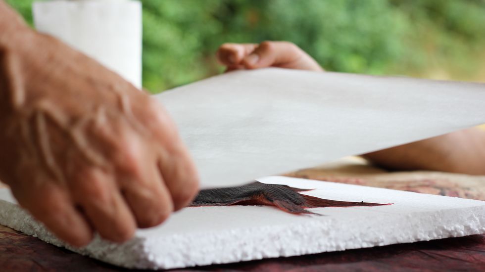 peixes de tinta.Entre ambos artistas colocan el papel de arroz sobre la castañeta con cuidado