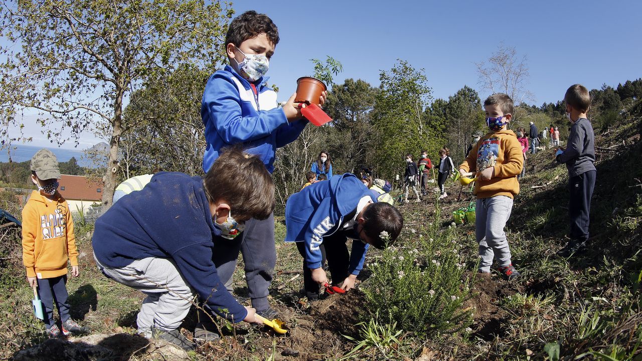 La comunidad de montes de Baroña continua con su bosque comestible