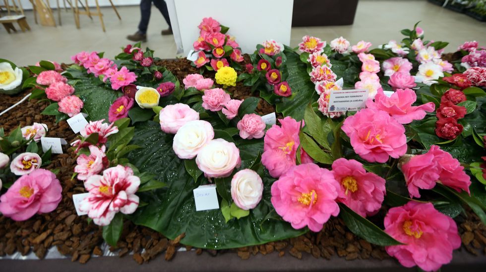 Exposición de la camelia en Boiro