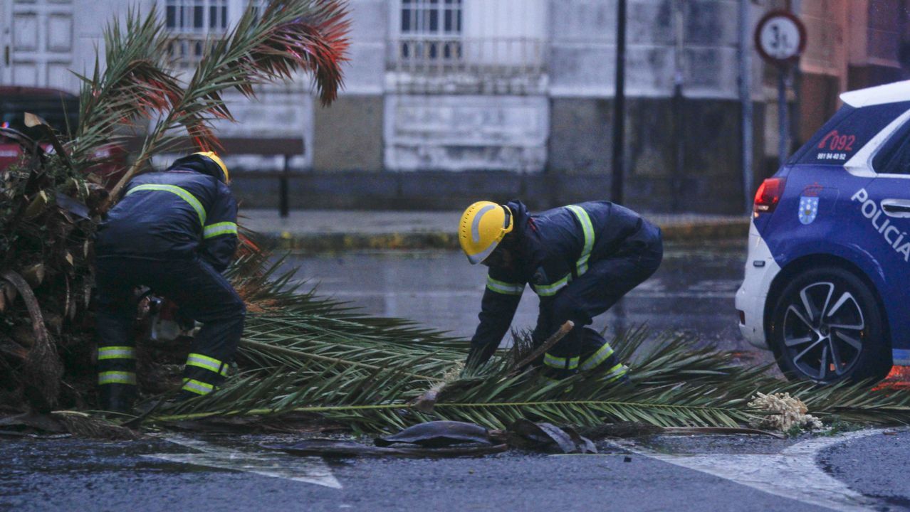 .Bomberos de Ferrol procedieron a la retirada de la palmera, que invadía parte de la calzada