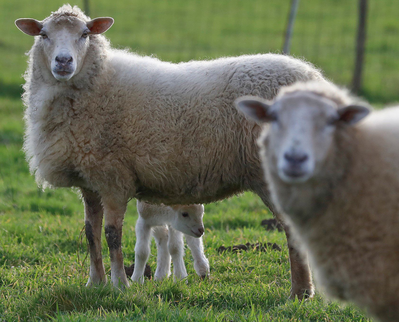 Un tmido cordeiro agochado trala sa nai nun prado de Ordes. 23/12/2021