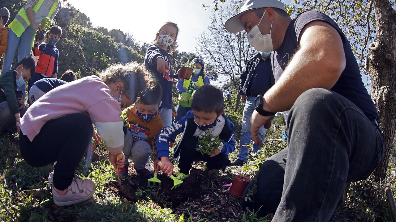 La comunidad de montes de Baroña continua con su bosque comestible