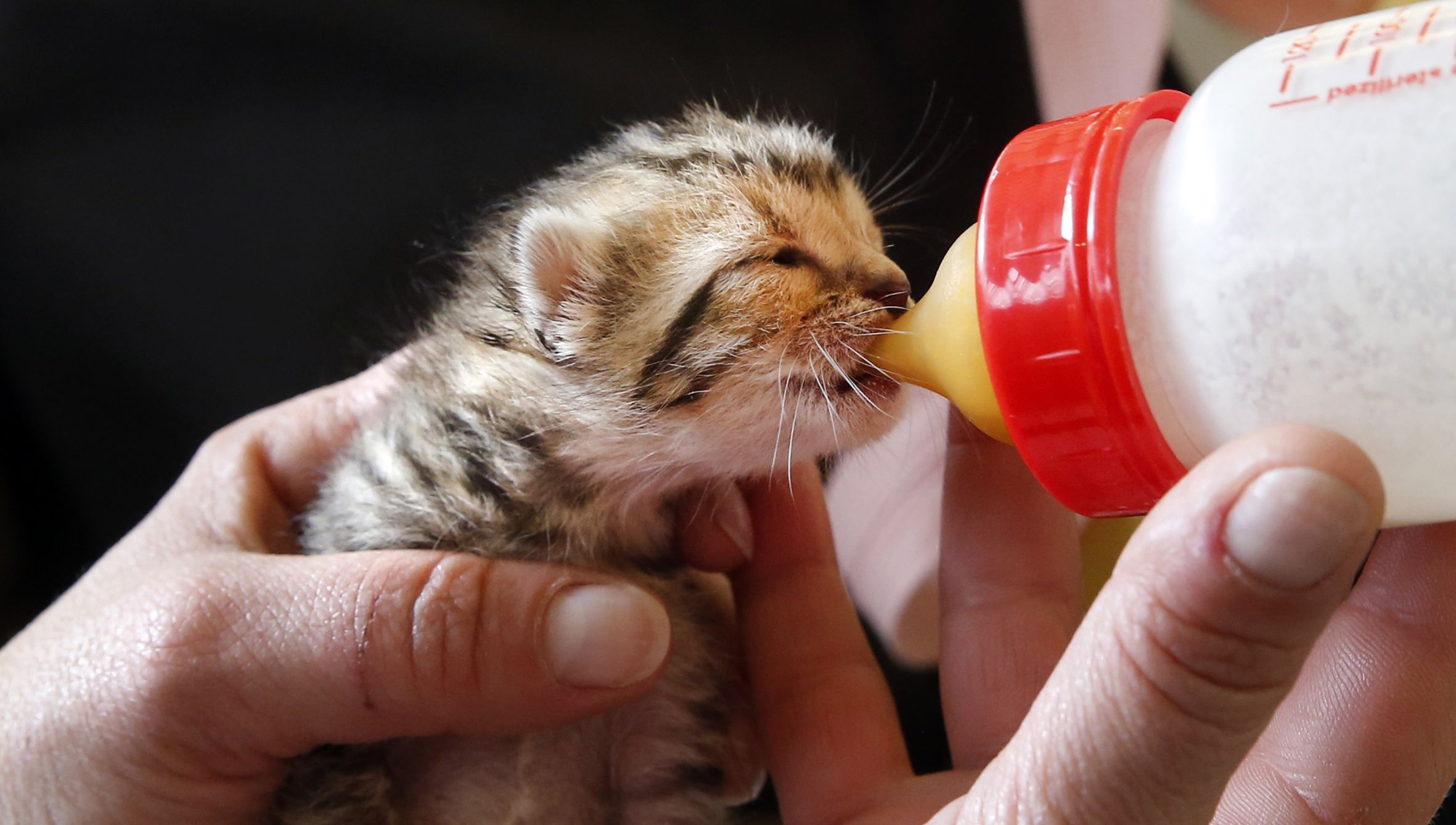 Un gato rescatado de un contenedor de basura, recibe los cuidados de una voluntaria en la protectora de animales de Vilagarca. 3/04/2021