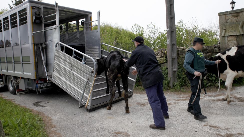 La Guardia Civil recogió las vacas de la explotación de Boiro.