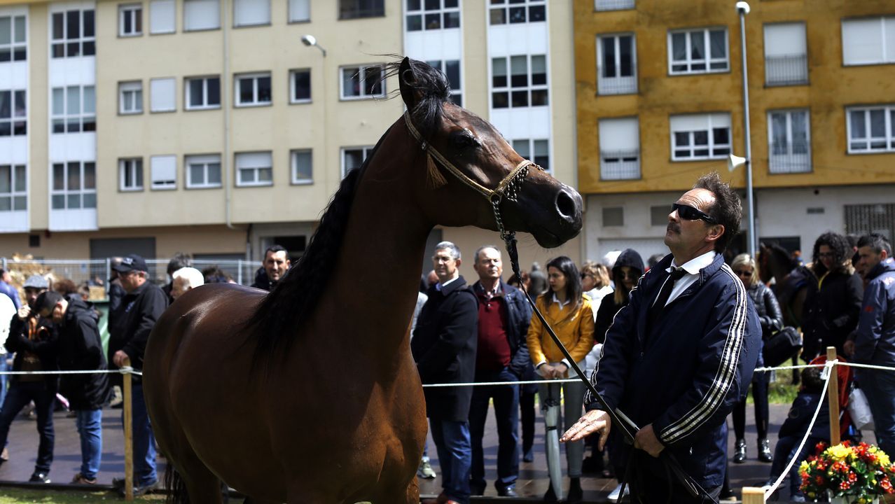 Feria caballar en las Fiestas de San Marcos 2019