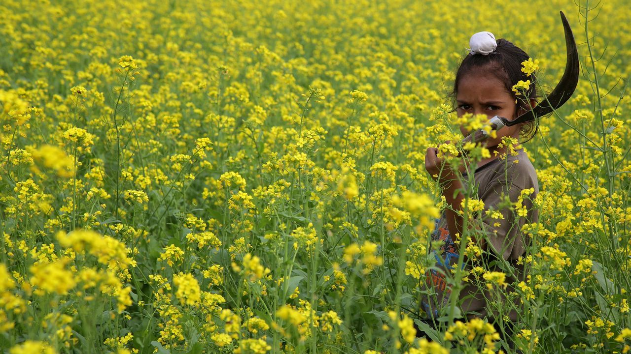 .Una niña india trabaja en un campo de mostaza en flor cerca de la frontera con Pakistán, a unos 25 kilómetros de Jammu