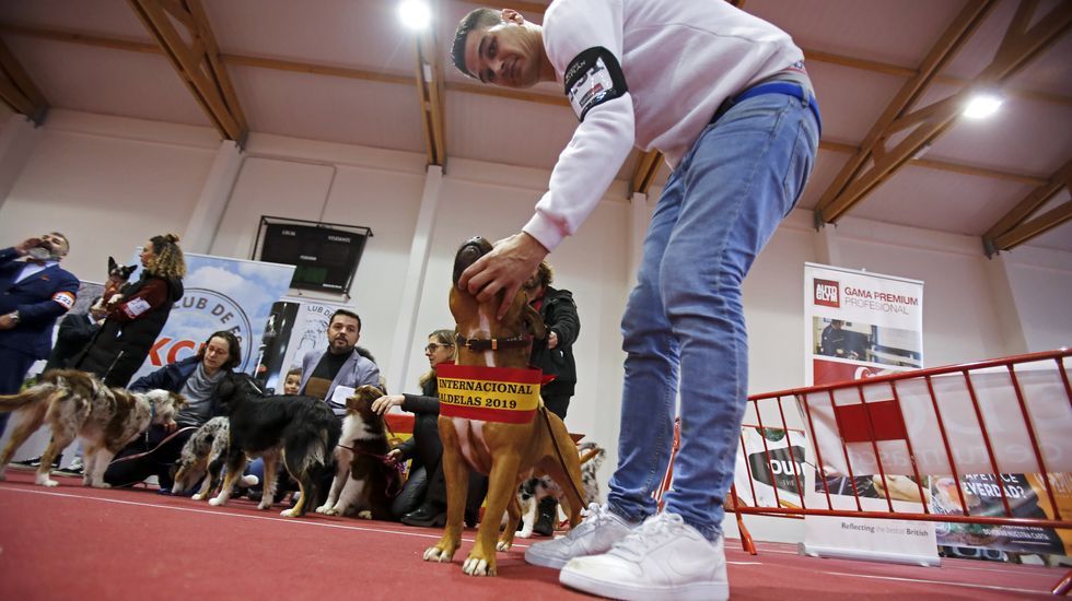 III Exposición Internacional Canina de Ponte Caldelas
