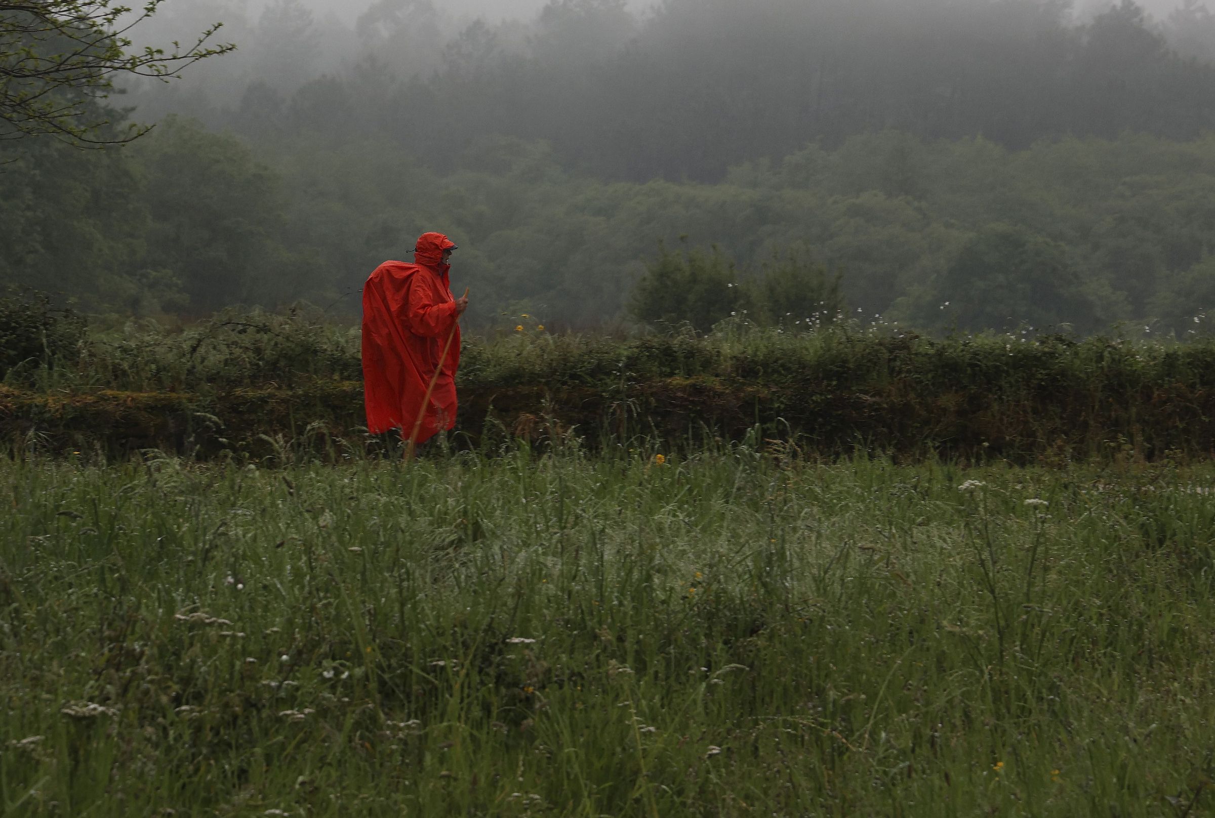 Peregrino camiando por Teo. 02/05/2025