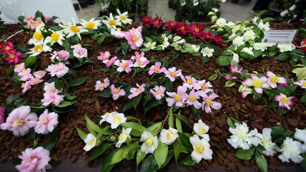 Exposición de la camelia en Boiro
