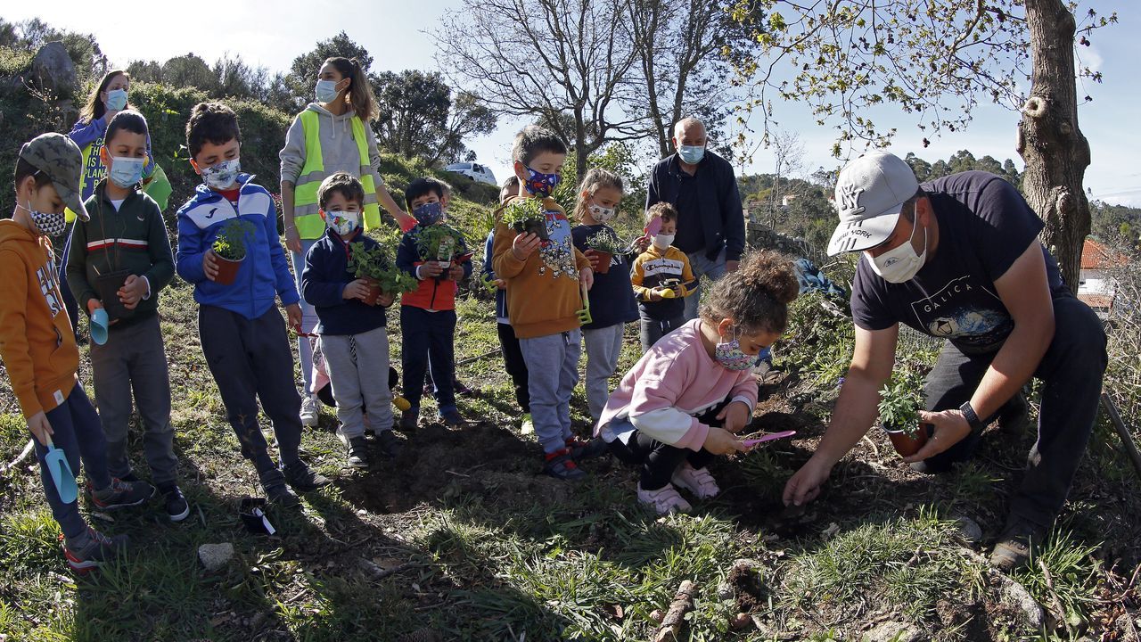 La comunidad de montes de Baroña continua con su bosque comestible