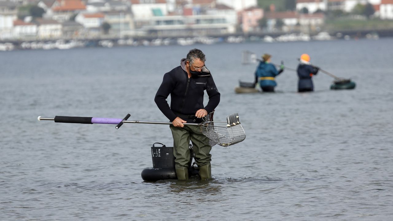 Ultimo dia de la campaña marisquera de Noia