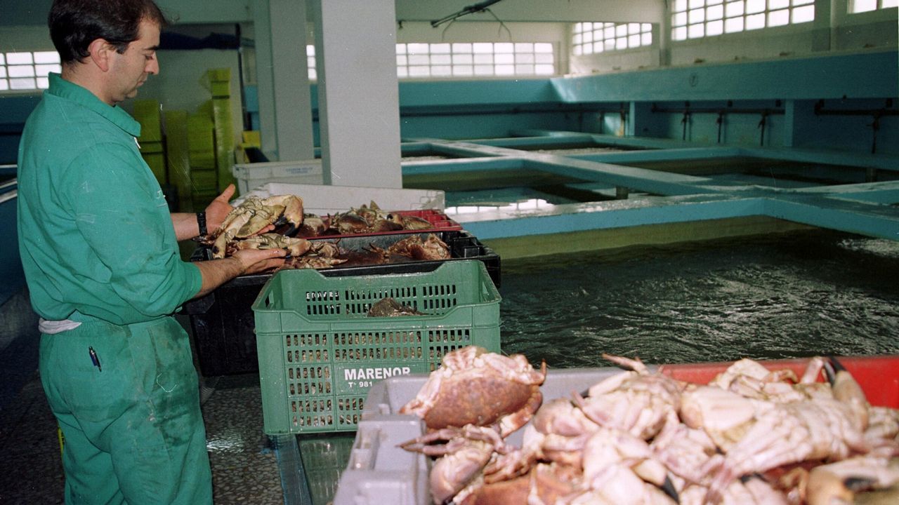.Caión. Marisco muerto en la cetárea por la contaminación del fuel