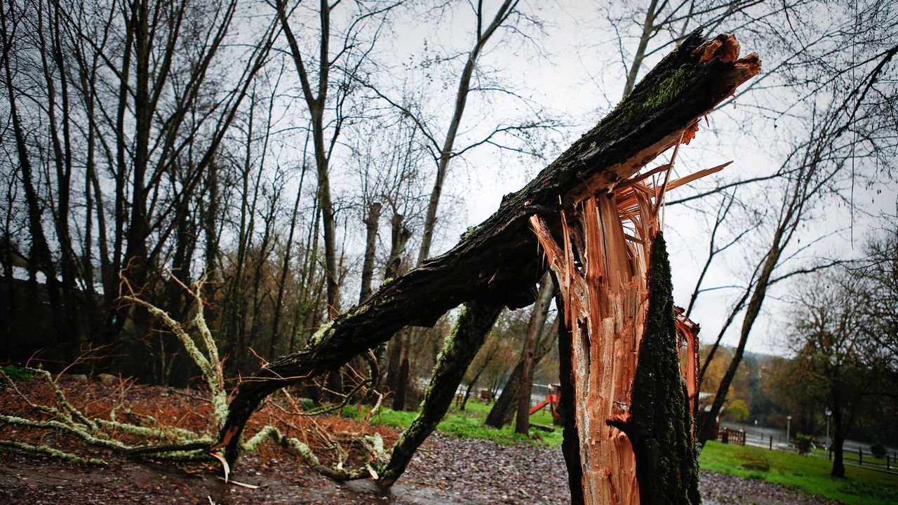ASÍ HA CASTIGADO EL TEMPORAL A OURENSE.Árbol caído por el temporal en Barbantes.