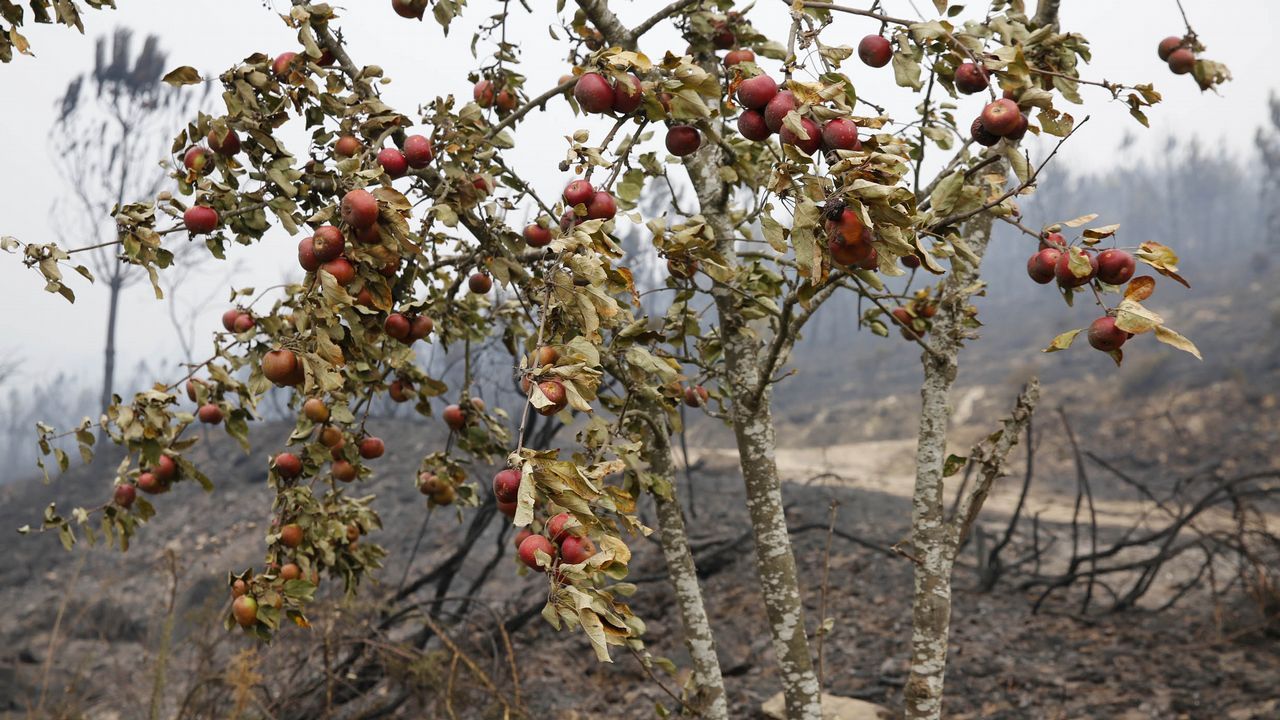Incendio forestal con casas quemadas en Melón