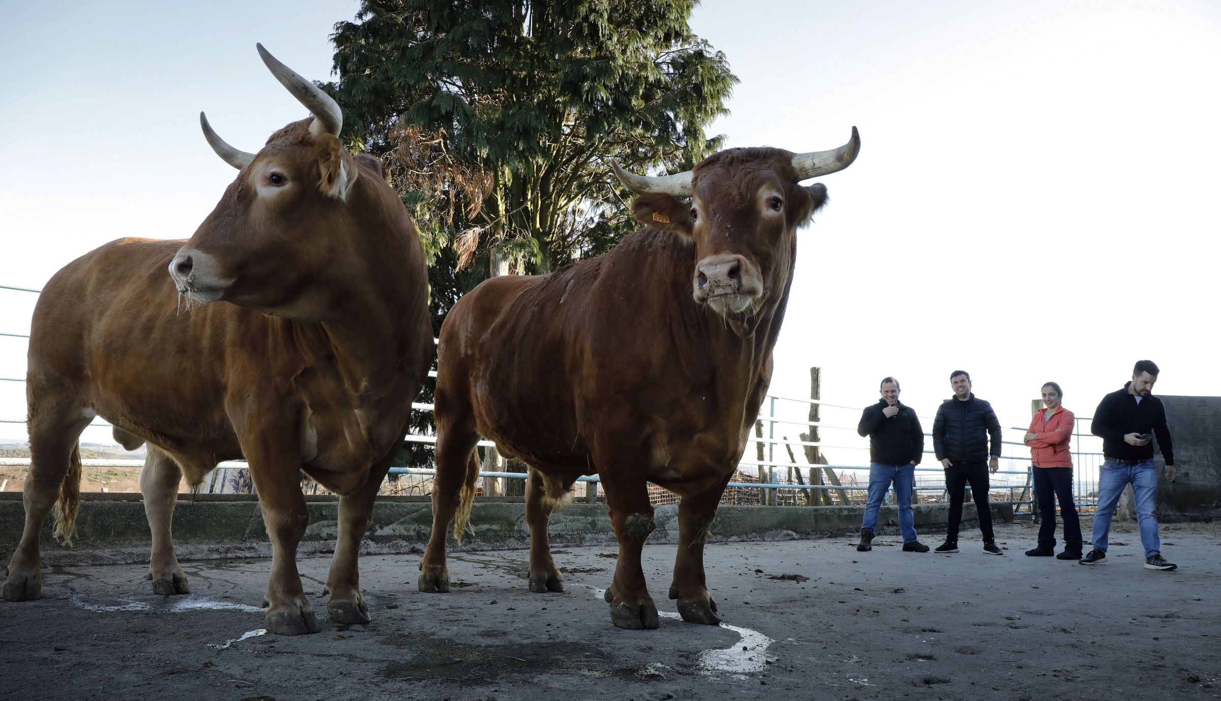 Os primeiros bois do Monte Xalo de dimensins colosais chegan ao mercado. 16/12/2021
