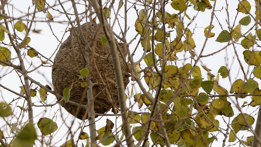 Tres vecinos de Barro atacados por avispas velutinas