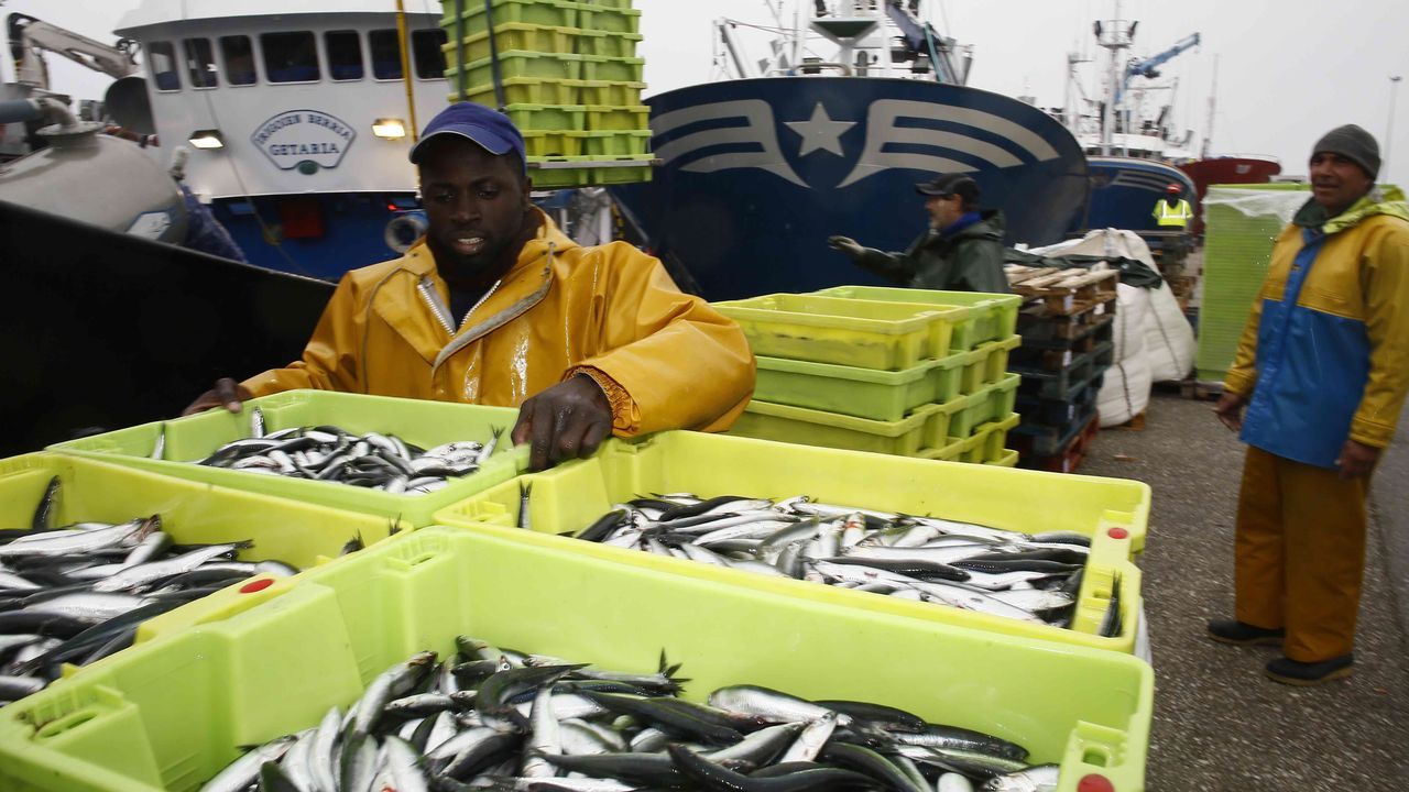 Tripulantes de cerqueros descargando el bocarte en Burela