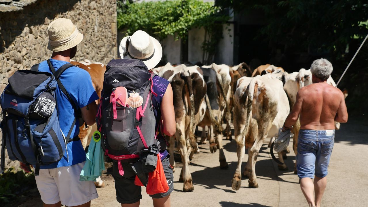 .Peregrinos y vacas conviven en el Camino en Ligonde, Monterroso