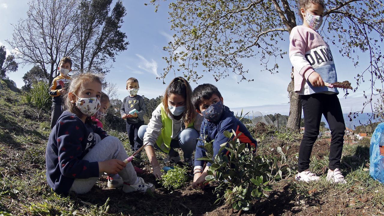 La comunidad de montes de Baroña continua con su bosque comestible