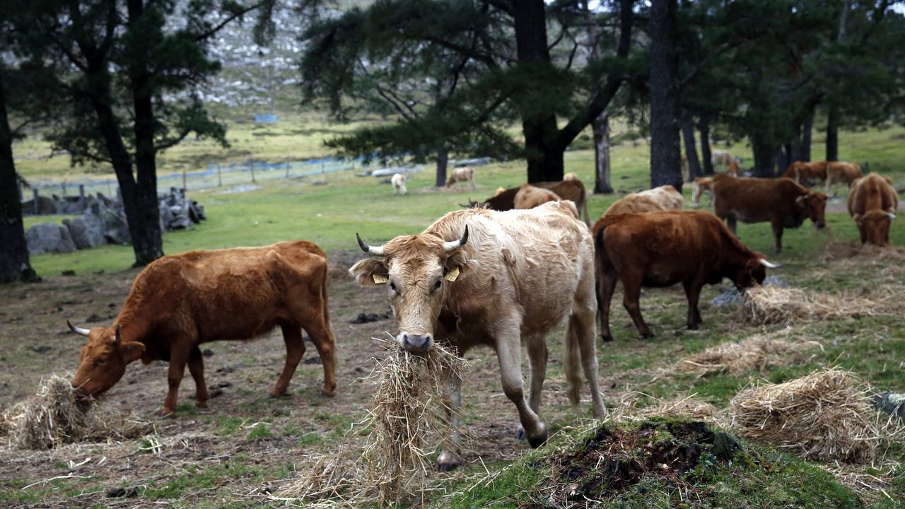 Tr�iler - ��rase una vez en Hollywood�.As rutinas son necesarias desde os primeiros anos de vida