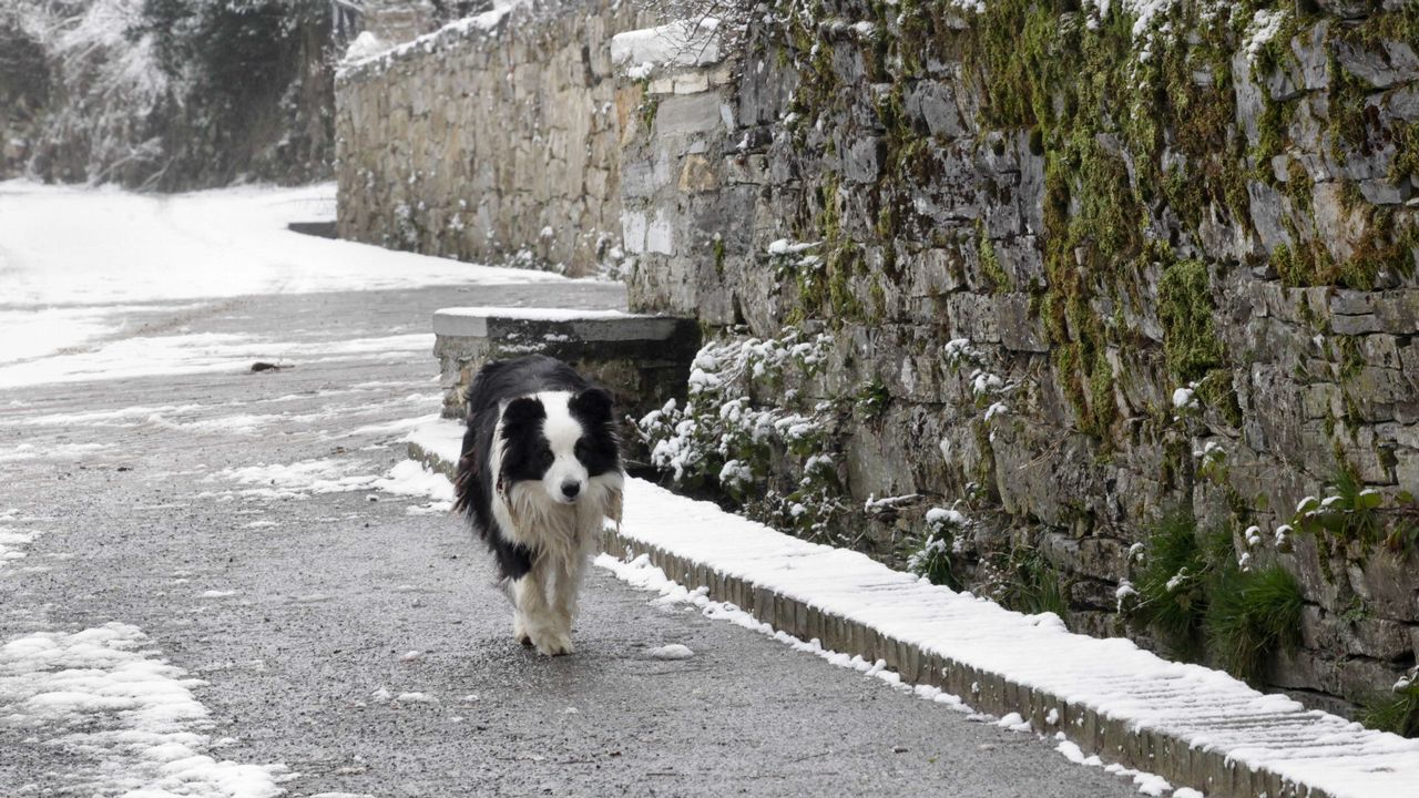 Nieve en O Cebreiro
