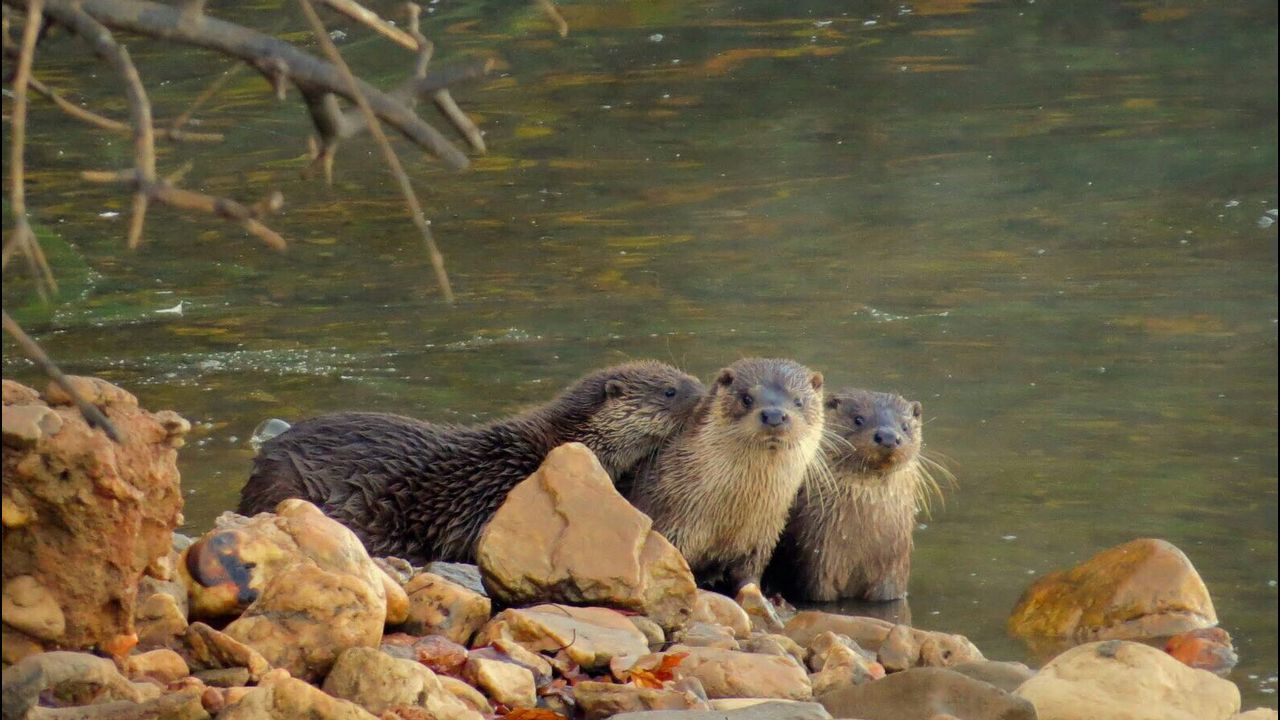 coruna.Meigas de San Juan