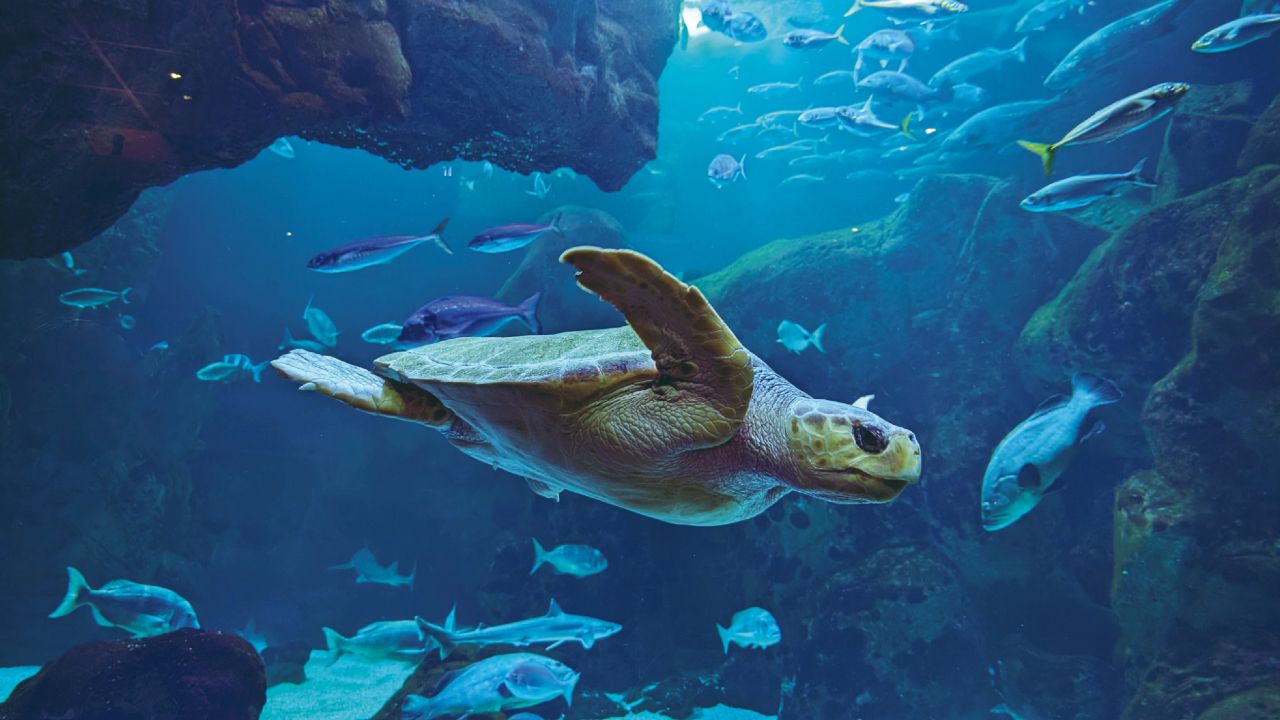 La Calzada Gijon. Personas observan uno de los tanques del Bioparc Acuario de Gij�n 