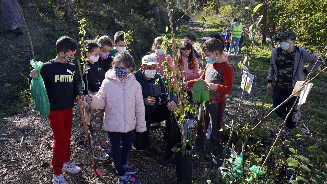 La comunidad de montes de Baroña continua con su bosque comestible