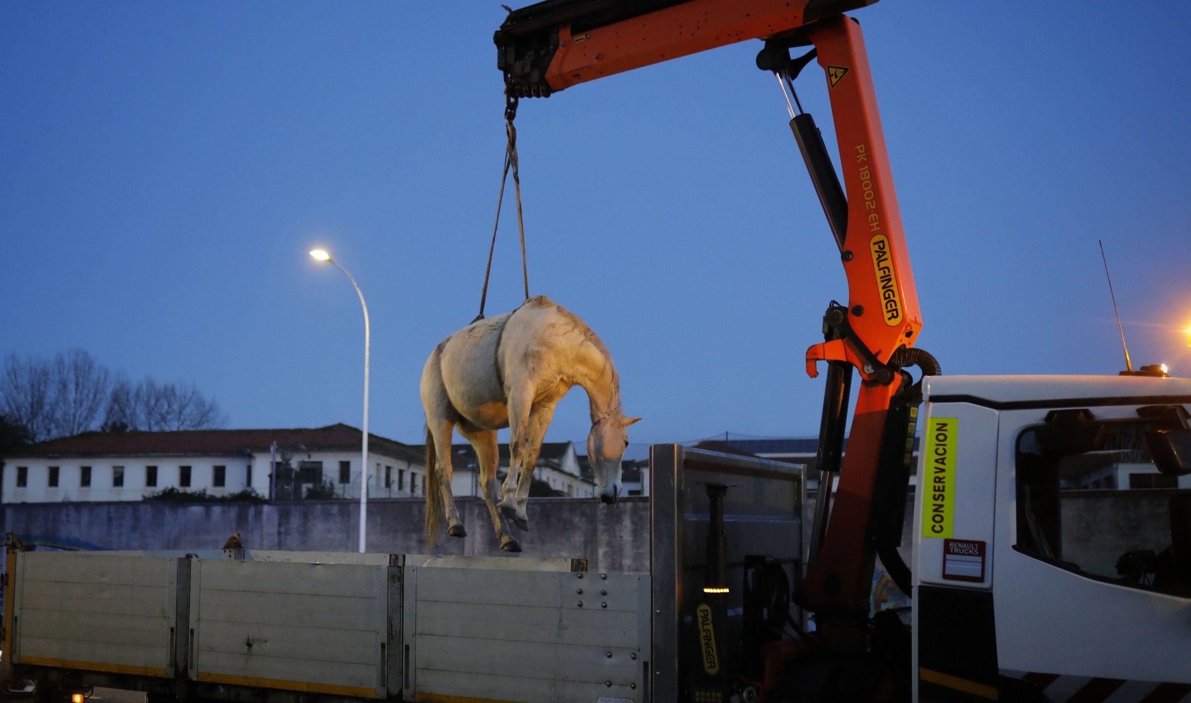 Atropelo mortal dun cabalo en Alfonso Molina, na Corua. 02/20225