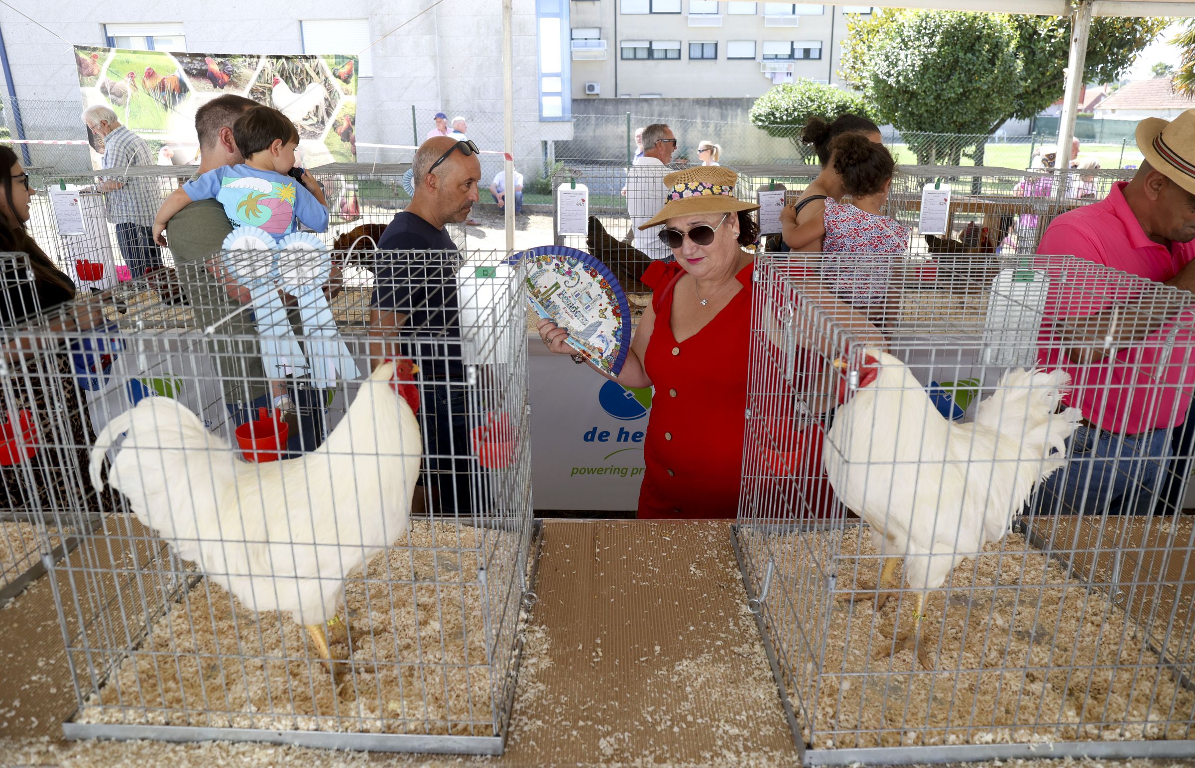 Mostra de galos pieiros en Pedrouzo, O Pino. 04/08/2024