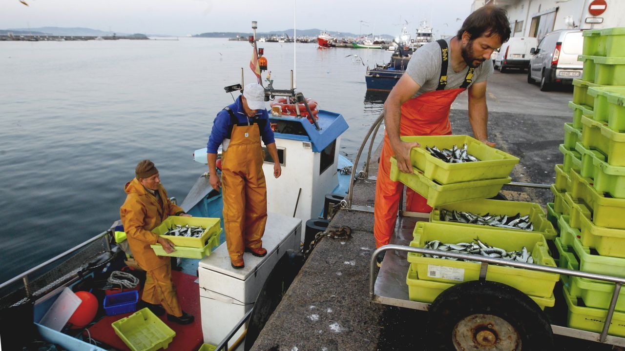 Pesca de Sardina para San Juan.