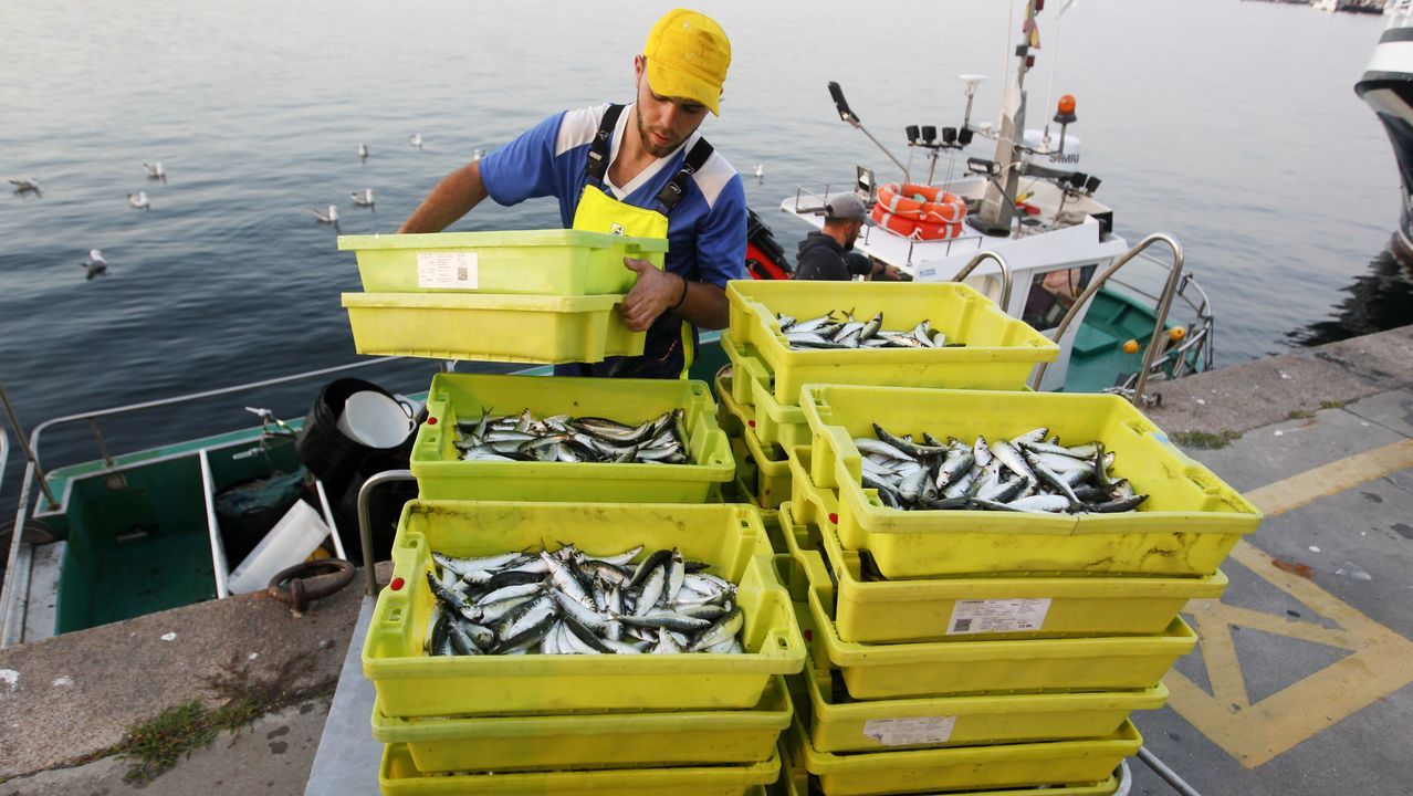 Pesca de sardina para San Juan. PESCA DO CERCO. PESCA DO XEITO.